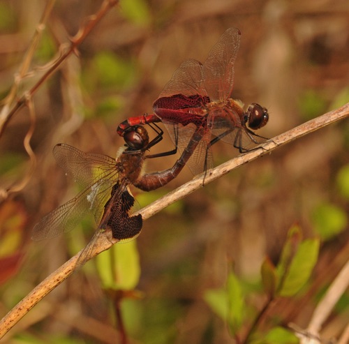 Pair in copula
5 Apr 2015  Floyd